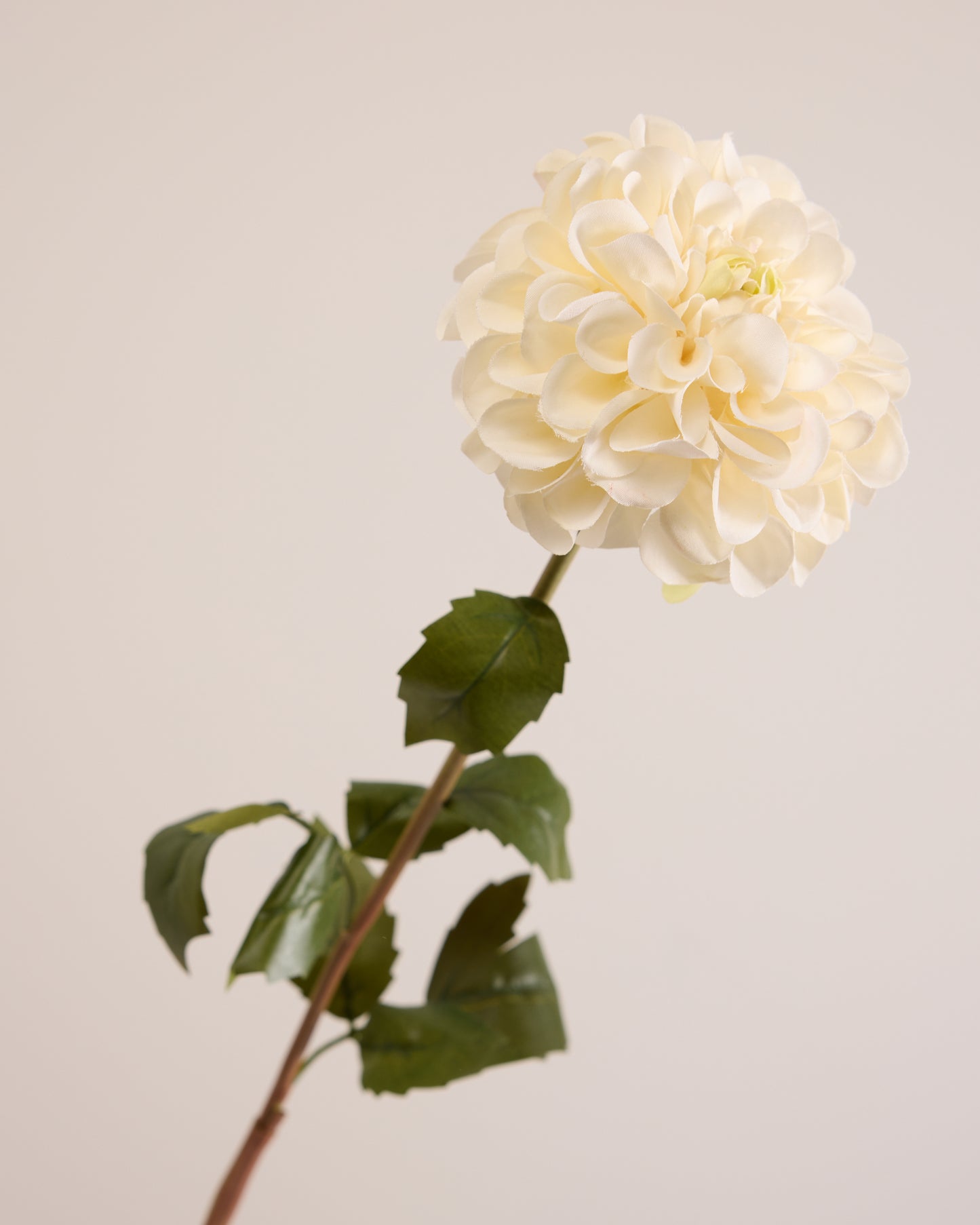 SINGLE DAHLIA IN WHITE