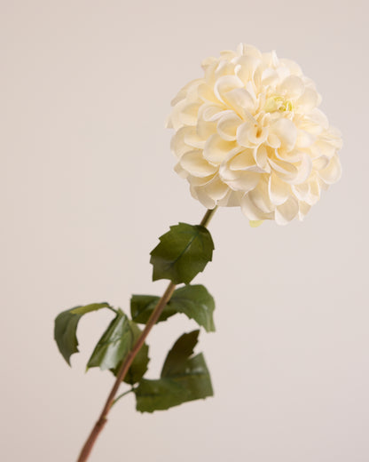 SINGLE DAHLIA IN WHITE