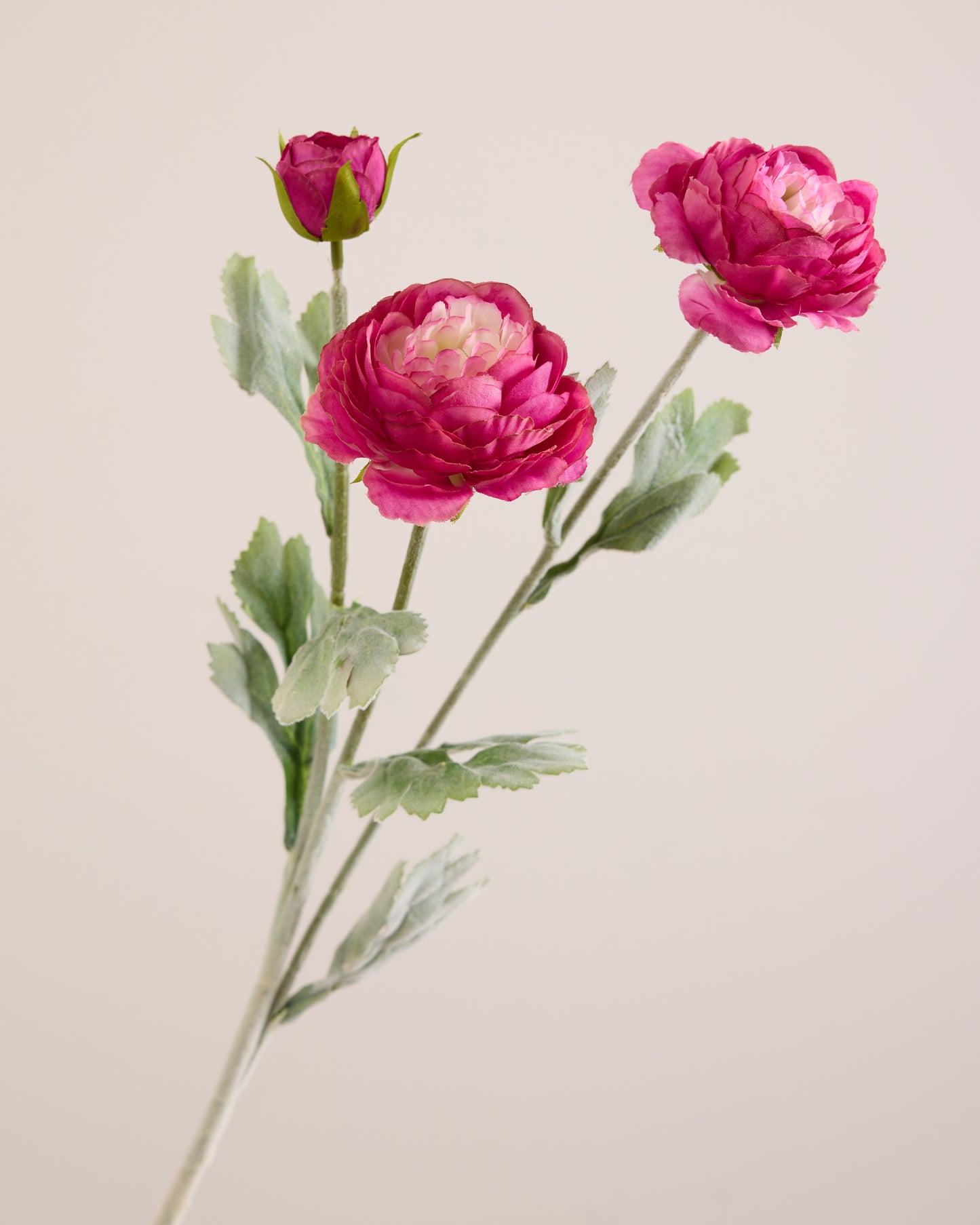 PINK RANUNCULUS (3 HEADS)