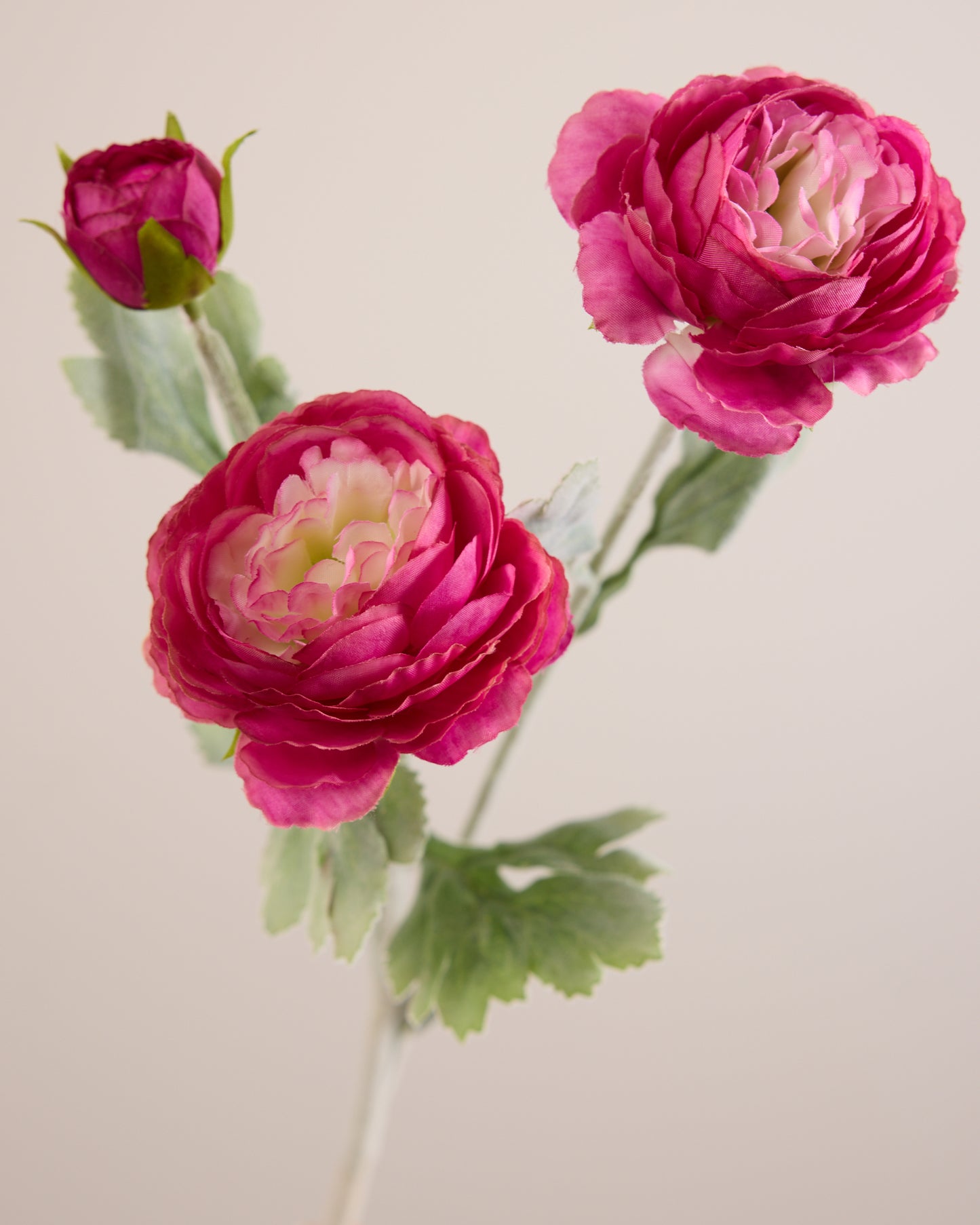 PINK RANUNCULUS (3 HEADS)