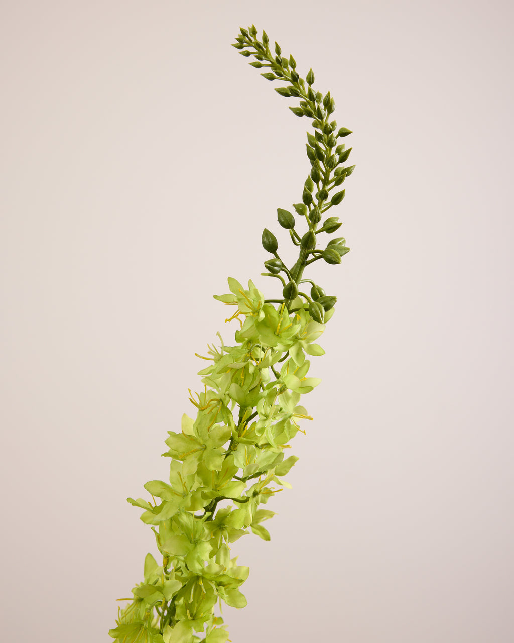 DELPHINIUM IN GREEN
