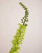 DELPHINIUM IN GREEN