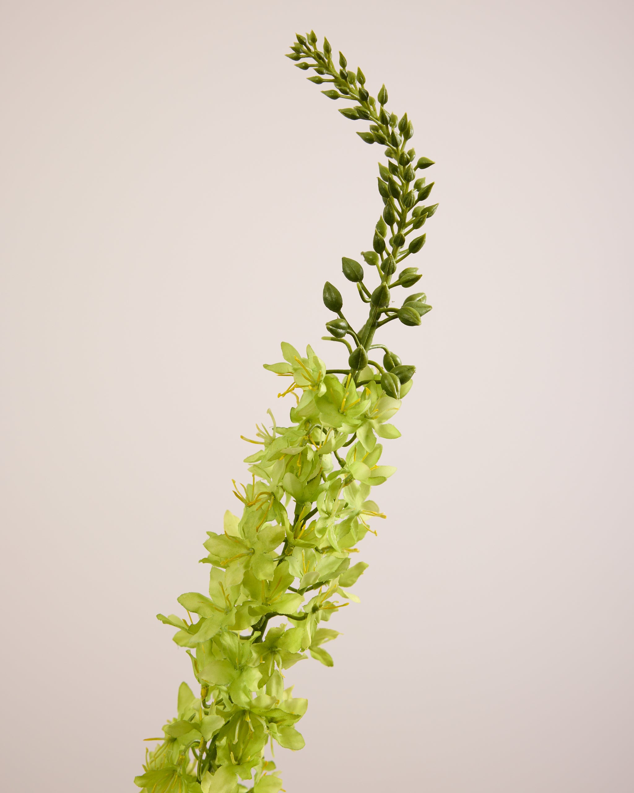 DELPHINIUM IN GREEN