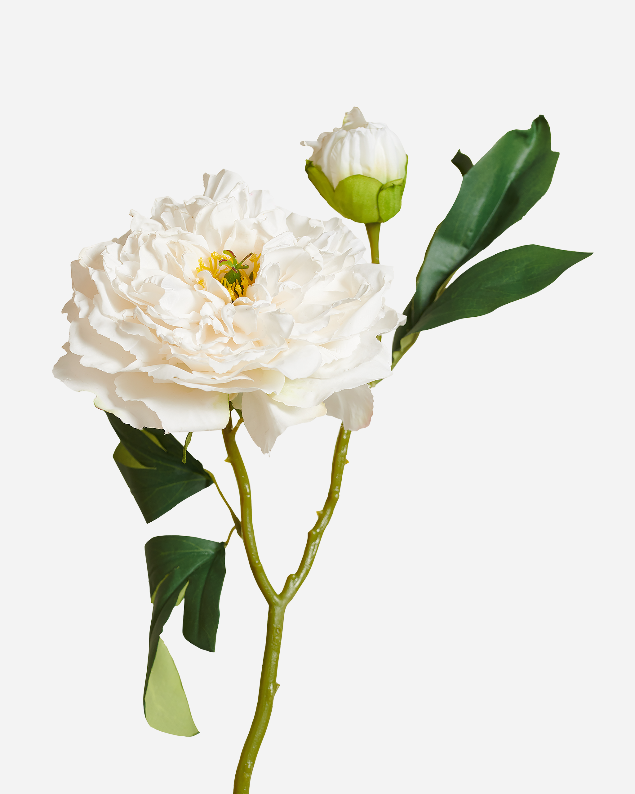 VINTAGE PEONY WHITE
