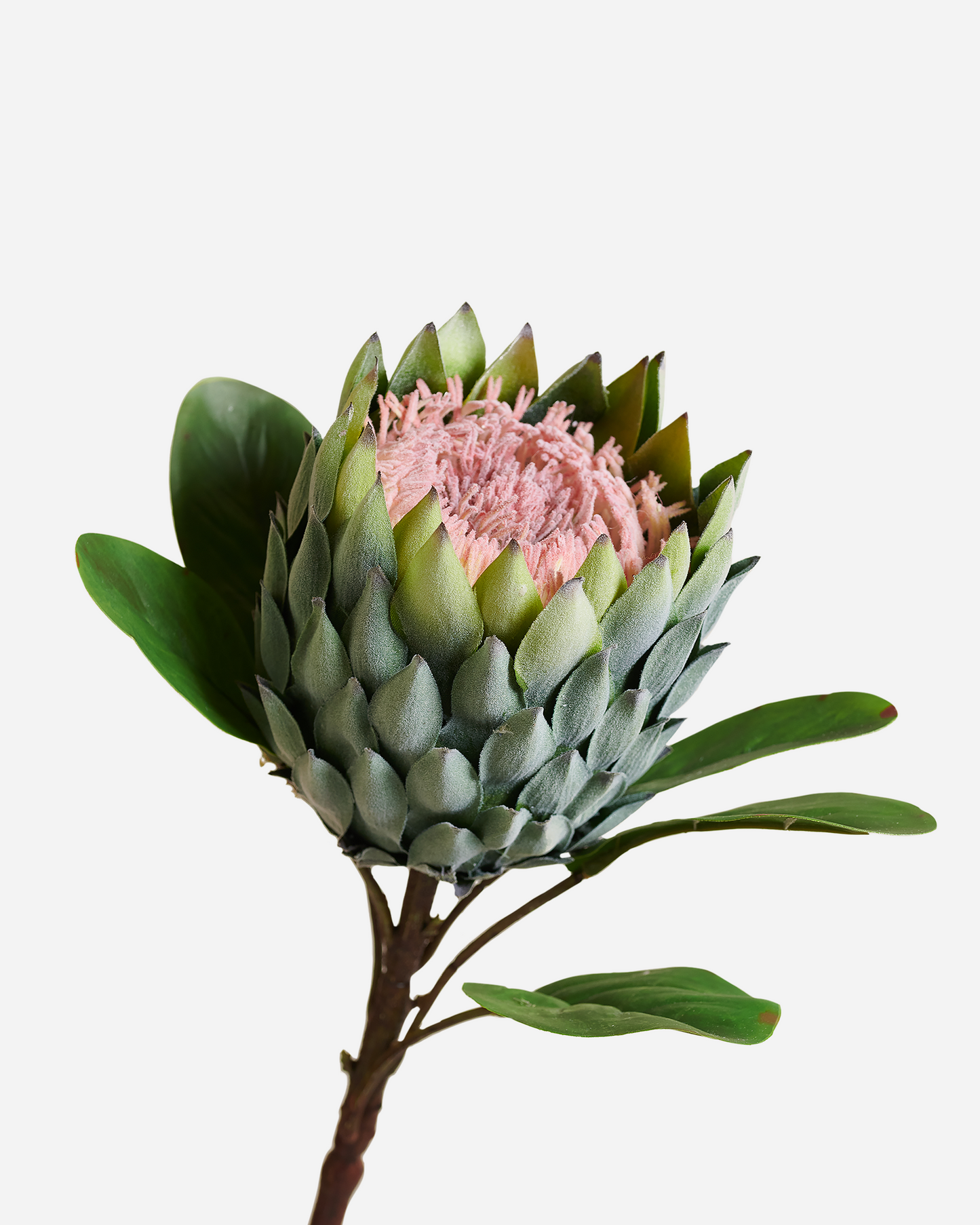 XL PROTEA