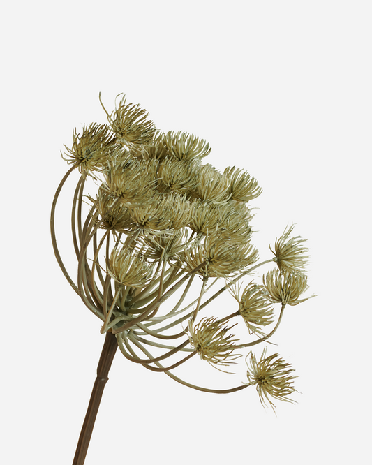 HOGWEED SPRAY GREY