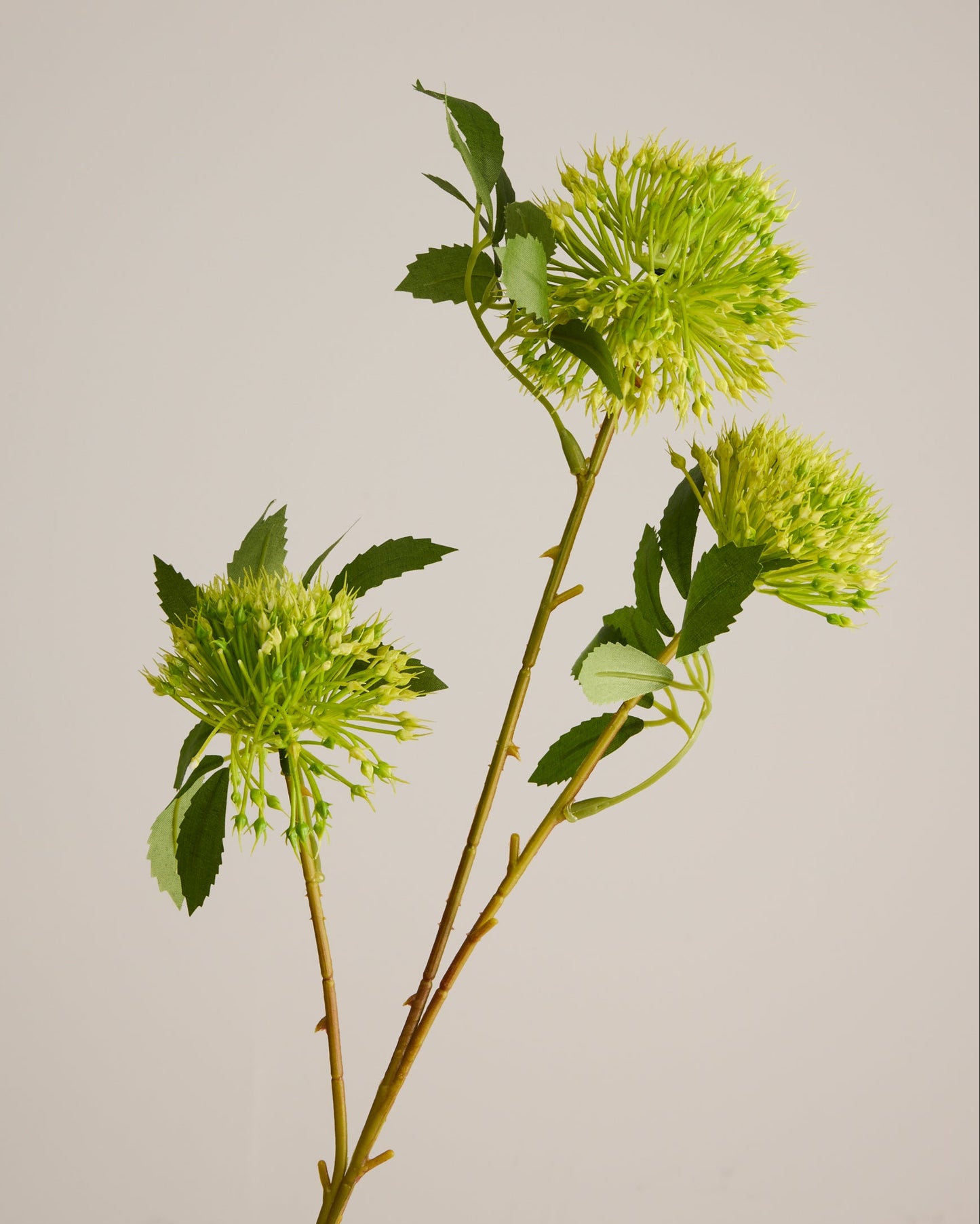 GREEN ALLIUM WITH THREE HEADS