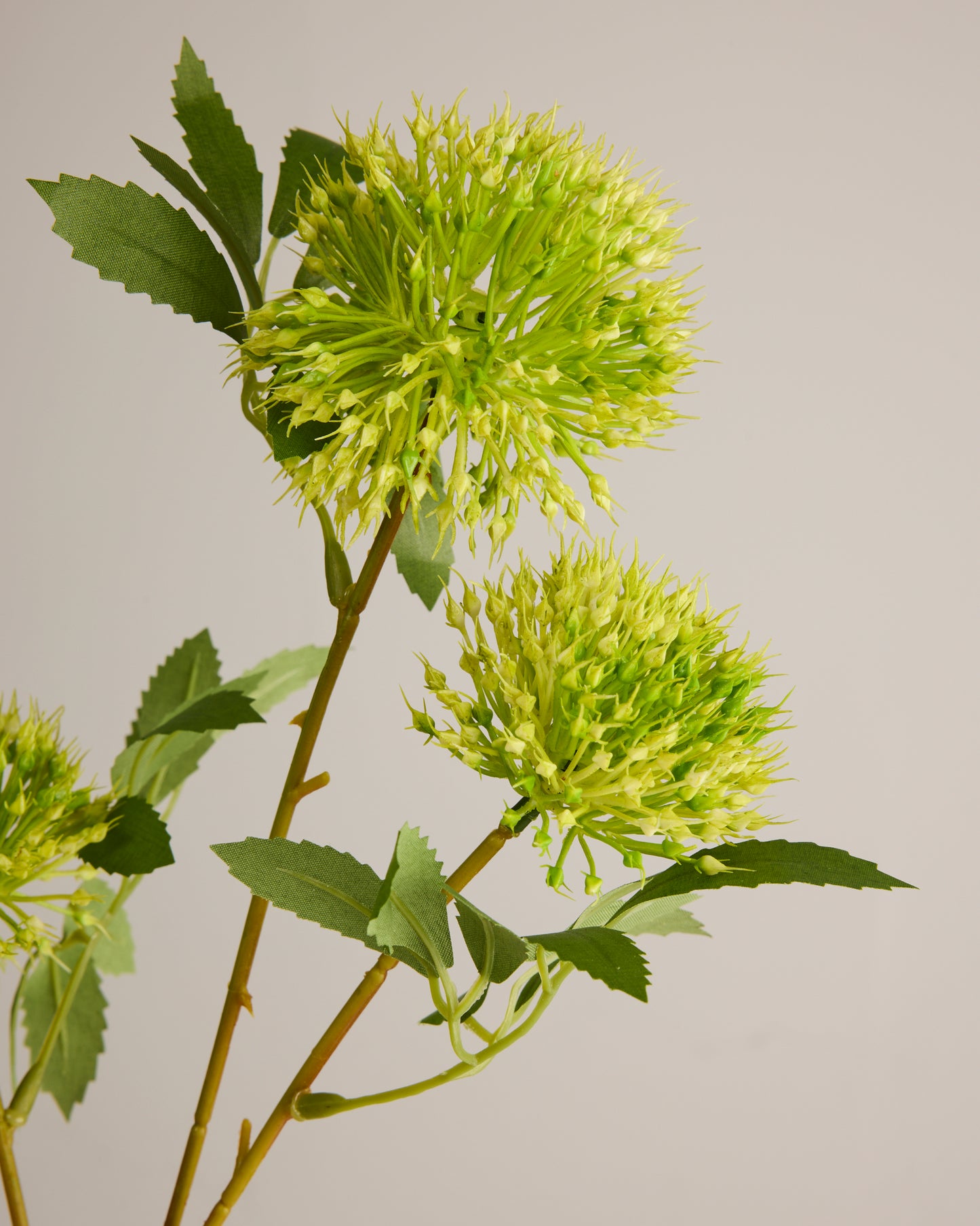 GREEN ALLIUM WITH THREE HEADS