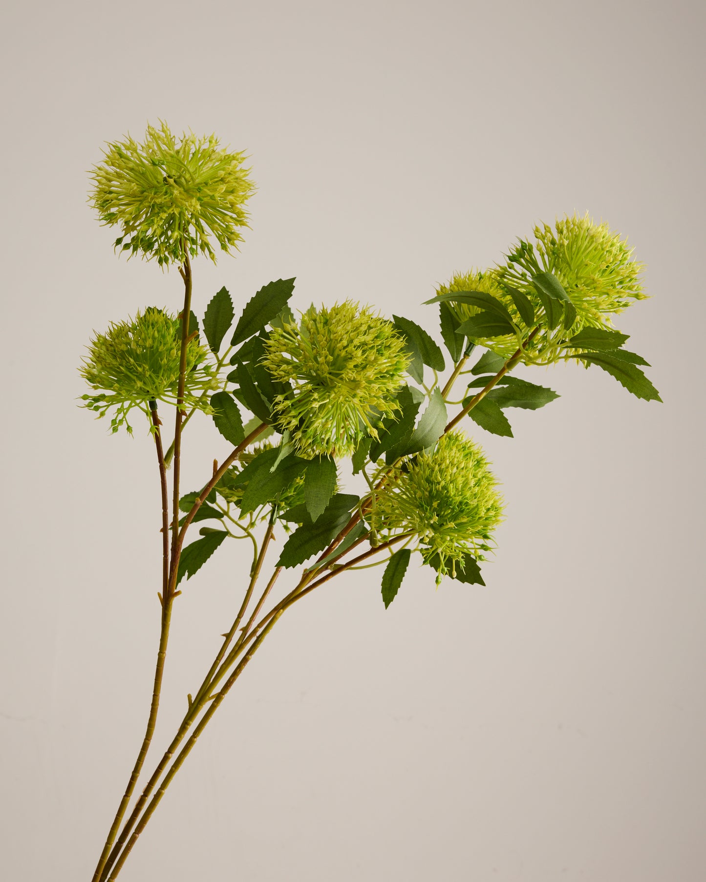 GREEN ALLIUM WITH THREE HEADS