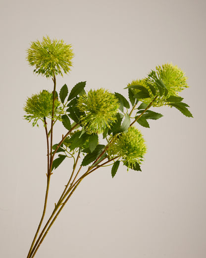 GREEN ALLIUM WITH THREE HEADS