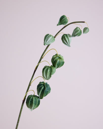 CHINESE LANTERN IN GREEN