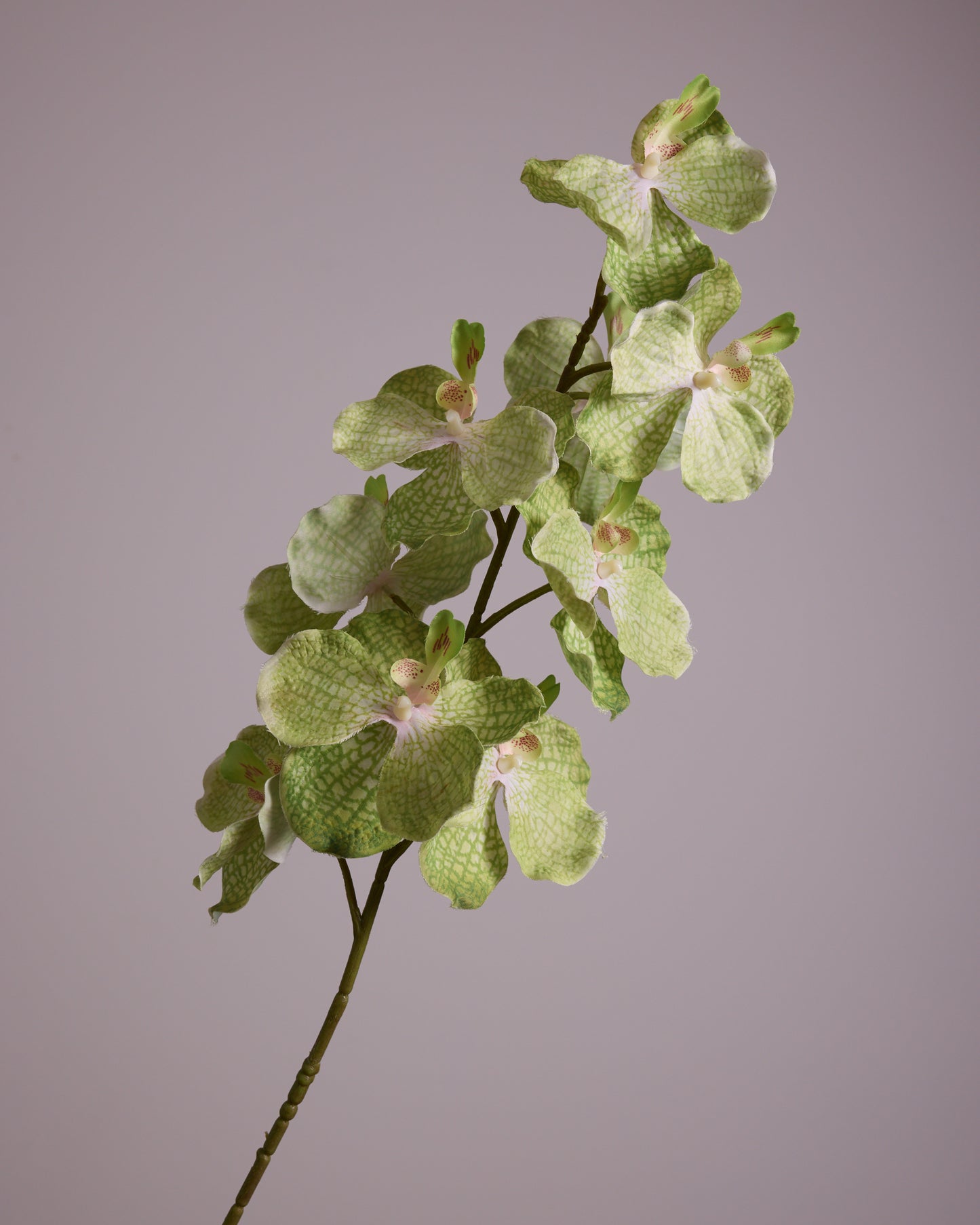 LIME GREEN SILK ORCHID