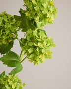 HYDRANGEA BALLS IN GREEN