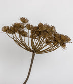 HOGWEED SPRAY BROWN