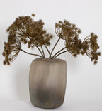 HOGWEED SPRAY BROWN