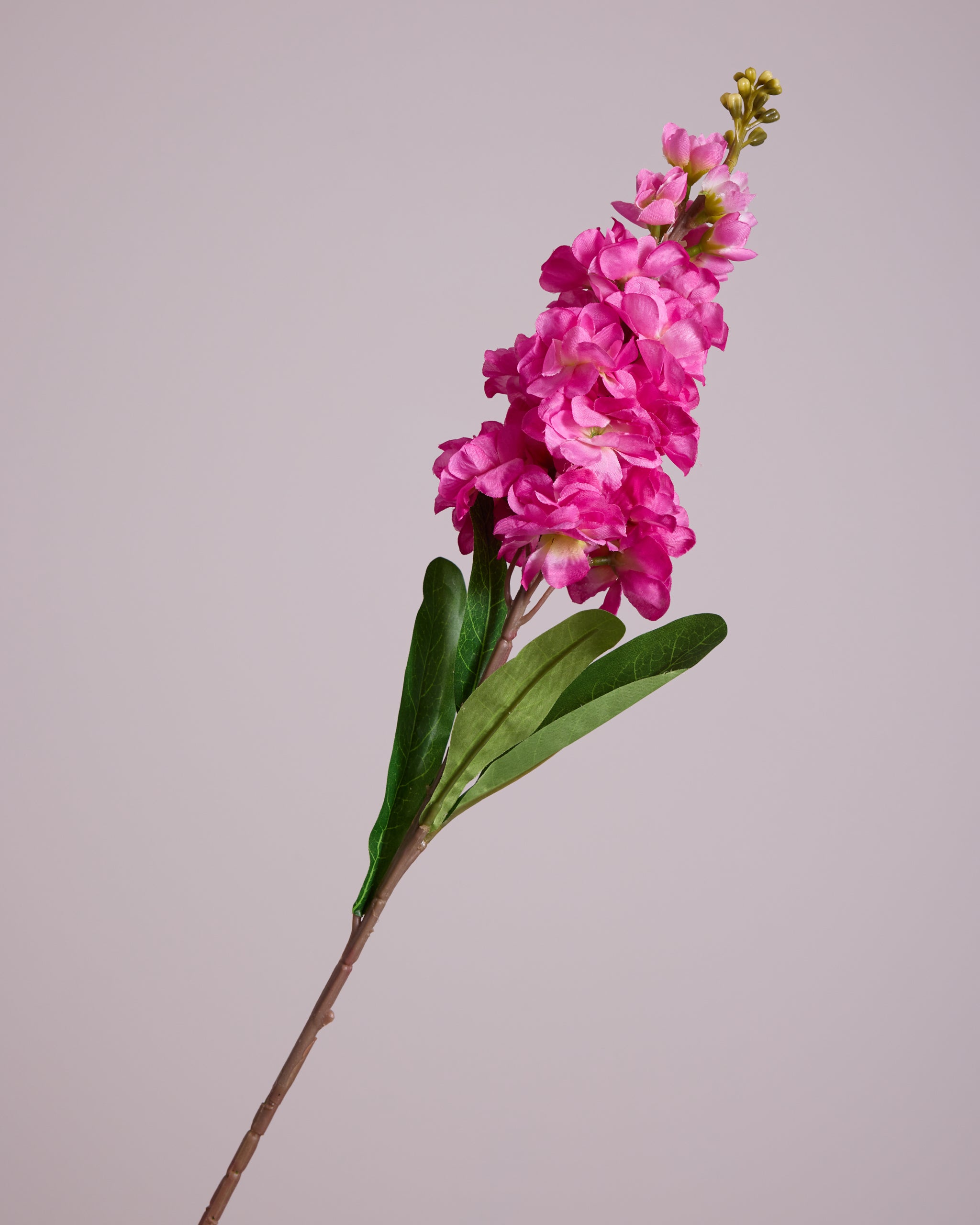 DELPHINIUM IN FUSCHIA
