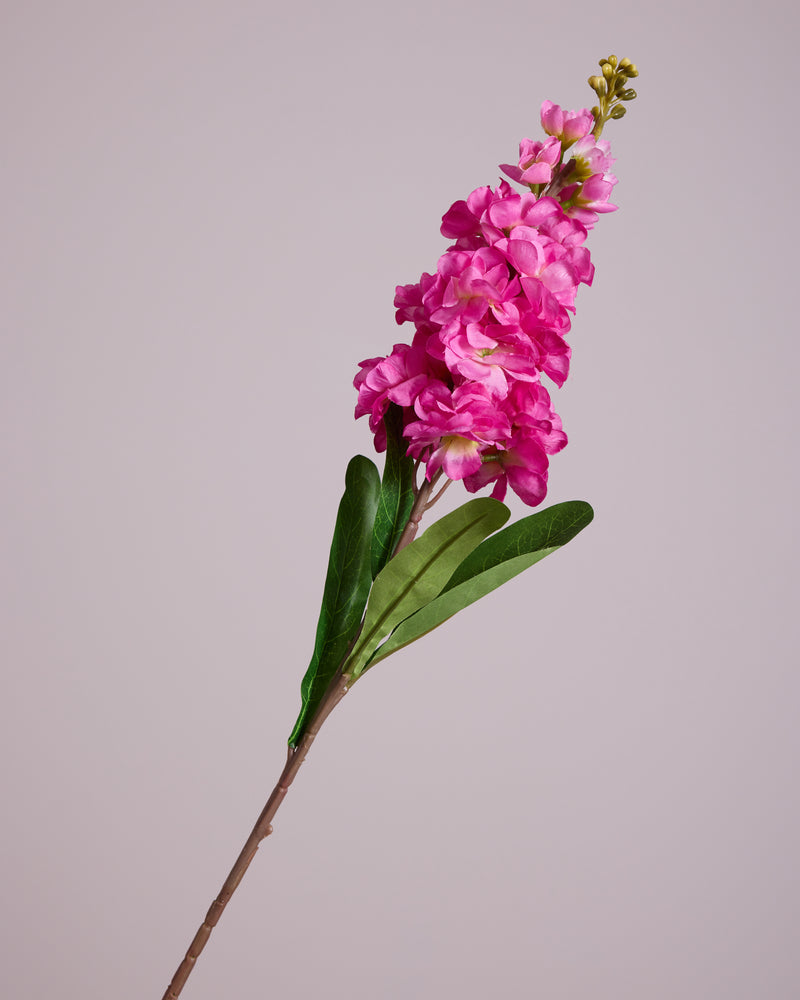 DELPHINIUM IN FUSCHIA