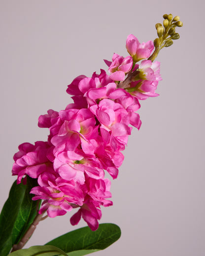 FUSCHIA DELPHINIUM