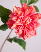 DAHLIA DUO IN HOT PINK