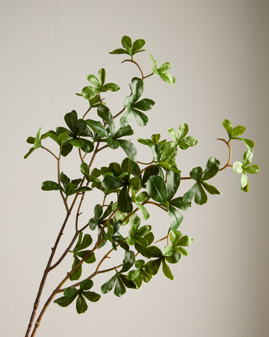 JAPANESE ENKIANTHUS LEAF SPRAY