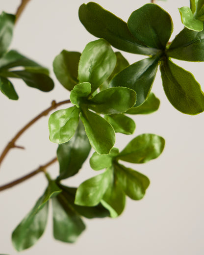 JAPANESE ENKIANTHUS LEAF SPRAY