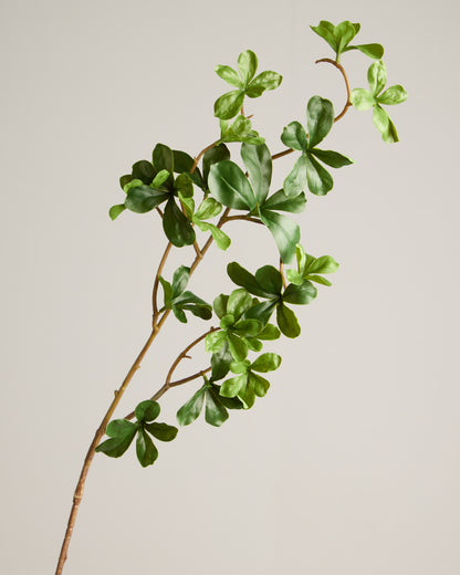 JAPANESE ENKIANTHUS LEAF SPRAY