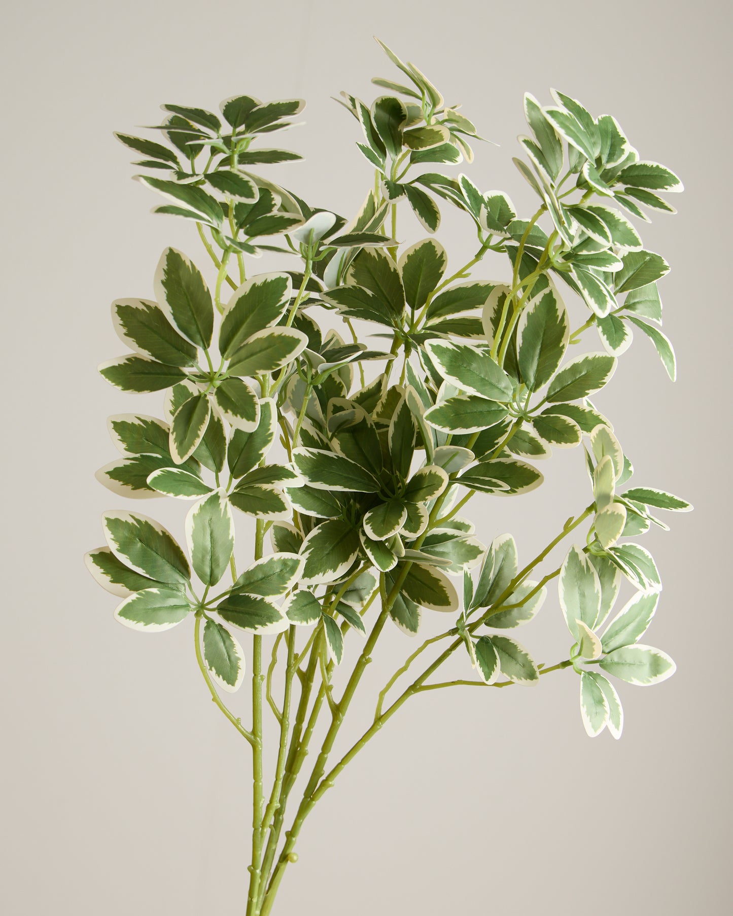 VAREGATED LEAF SPRAY