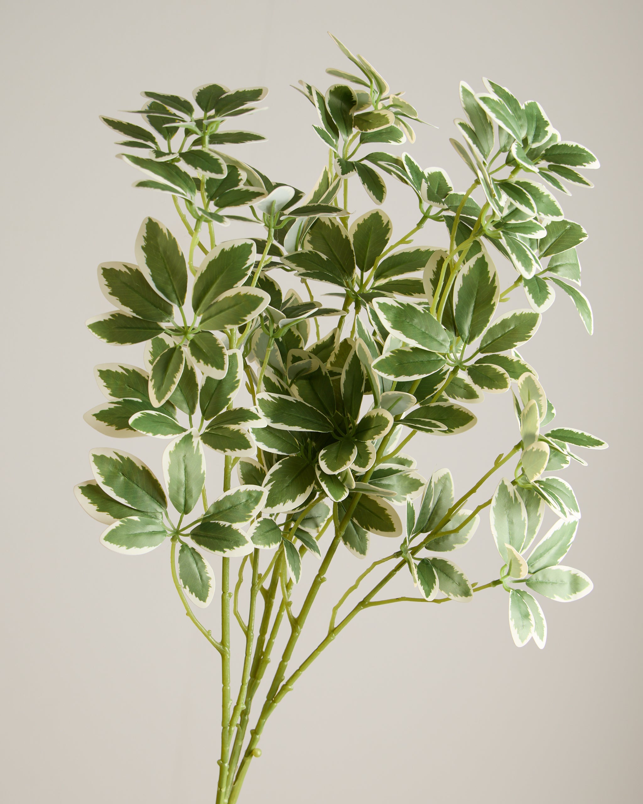 VAREGATED LEAF SPRAY