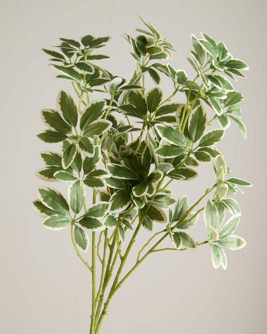 VAREGATED LEAF SPRAY