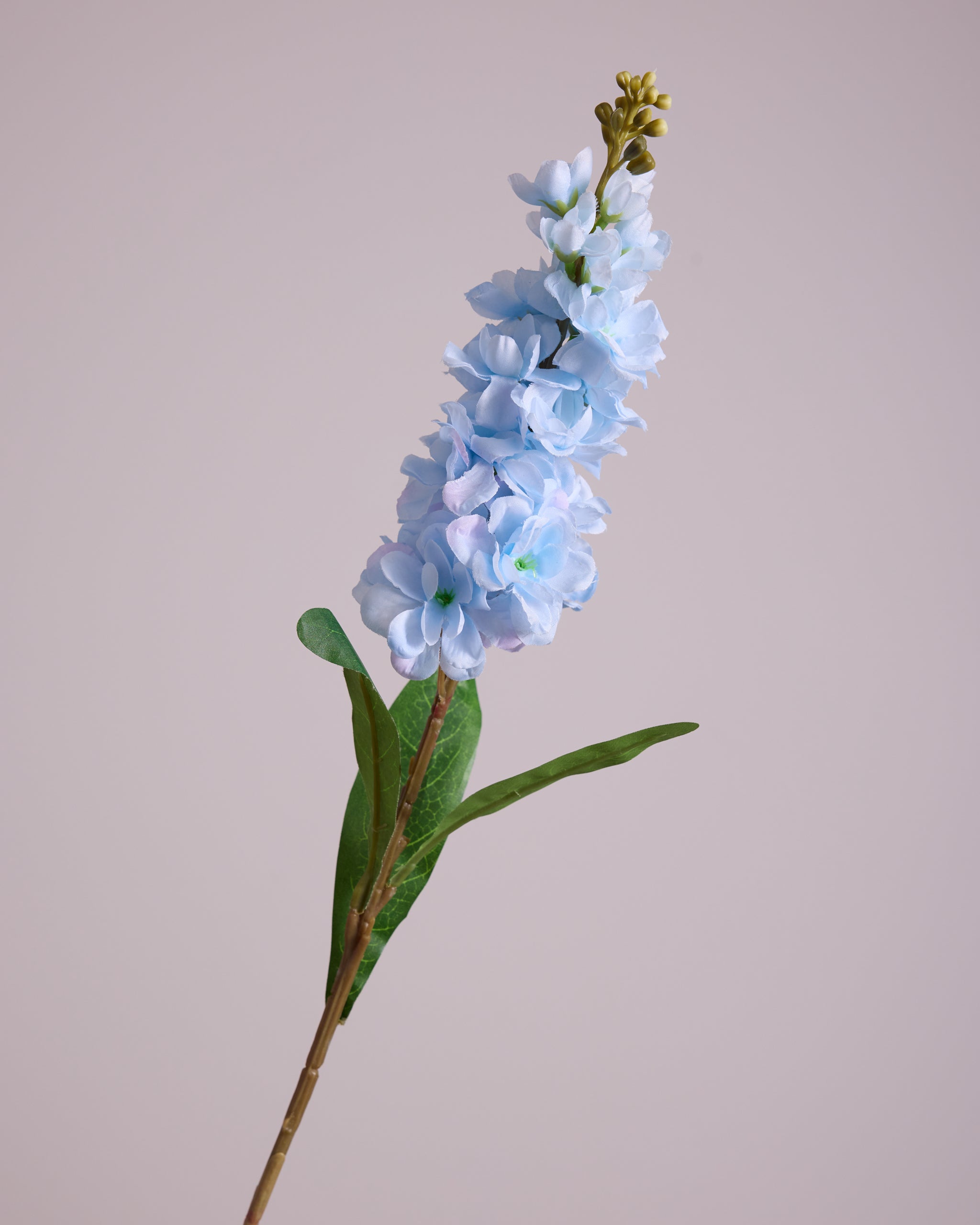 DELPHINIUM IN LIGHT BLUE