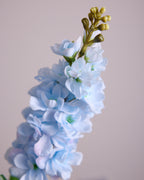 DELPHINIUM IN LIGHT BLUE