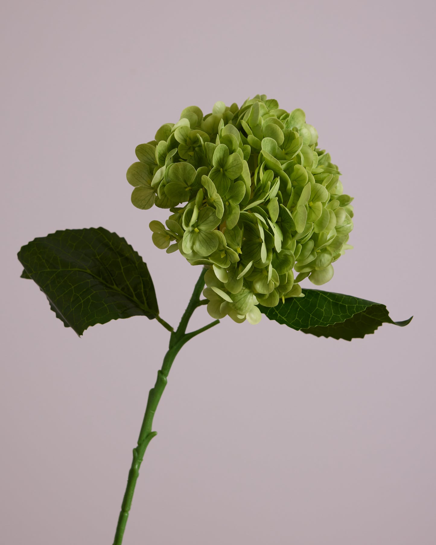 GREEN HYDRANGEA