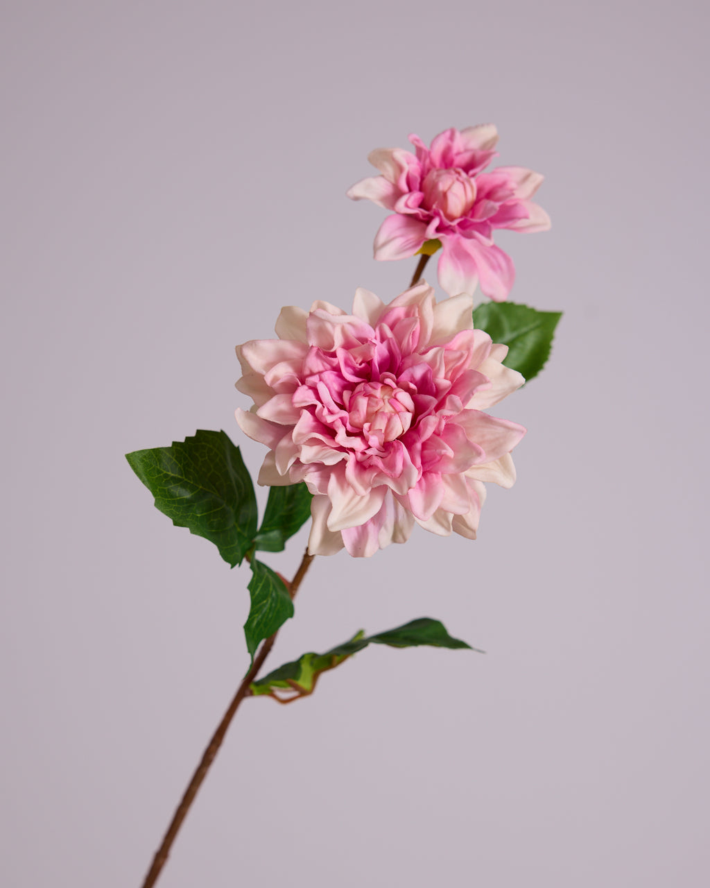 DAHLIA DUO IN BLUSH