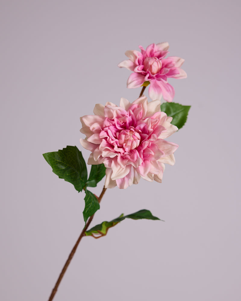 DAHLIA DUO IN BLUSH