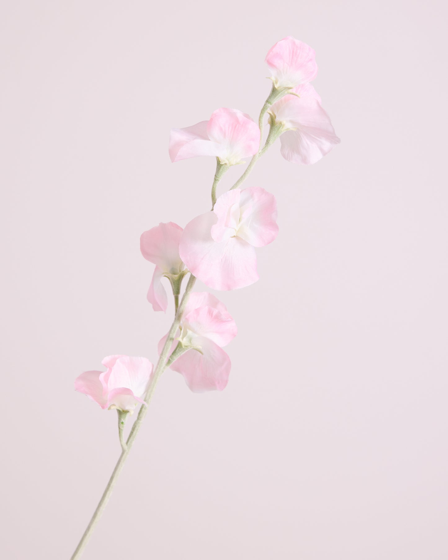 DELICATE SWEETPEA SPRAY IN BLUSH