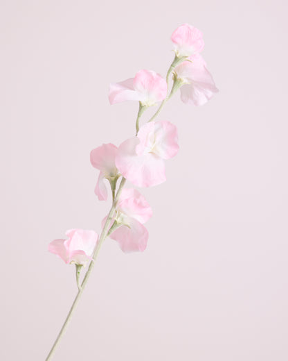 DELICATE SWEETPEA SPRAY IN BLUSH
