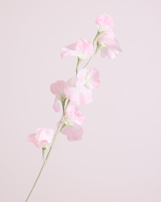 DELICATE SWEETPEA SPRAY IN BLUSH
