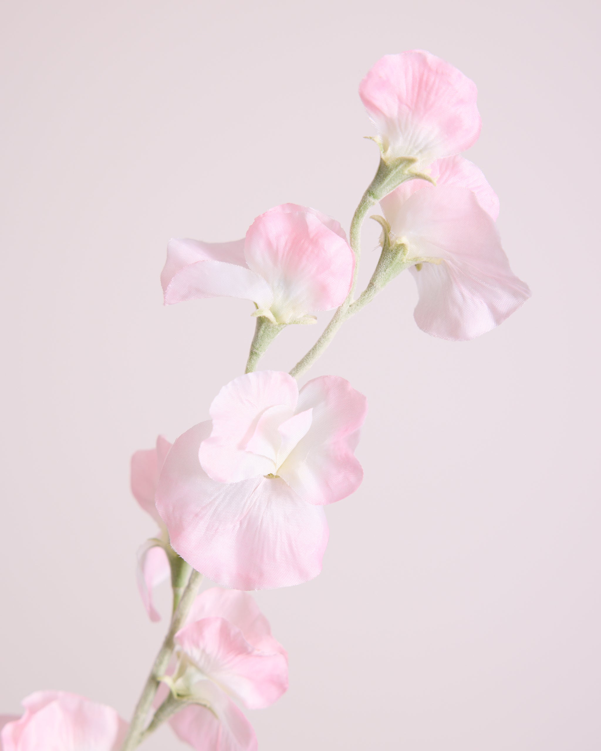 DELICATE SWEETPEA SPRAY IN BLUSH