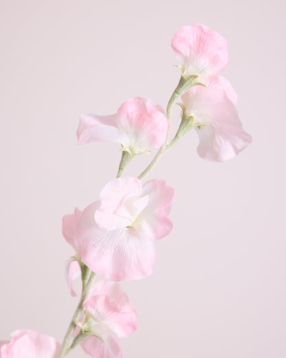 DELICATE SWEETPEA SPRAY IN BLUSH