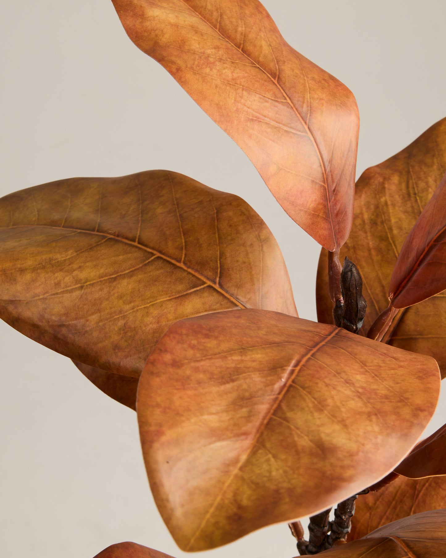 MAGNOLIA BRANCH IN GOLDEN BROWN