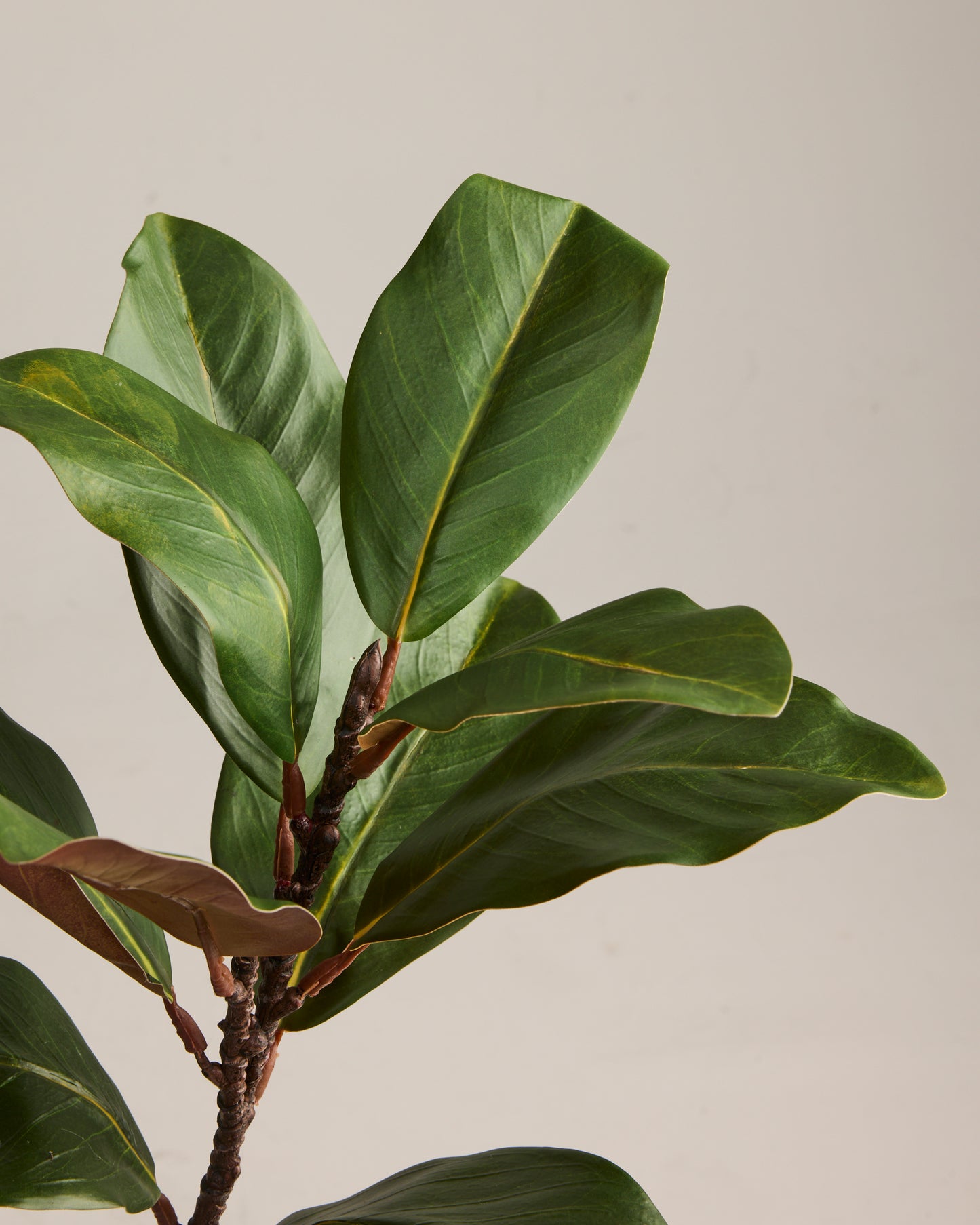 MAGNOLIA BRANCH IN GREEN