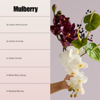MULBERRY