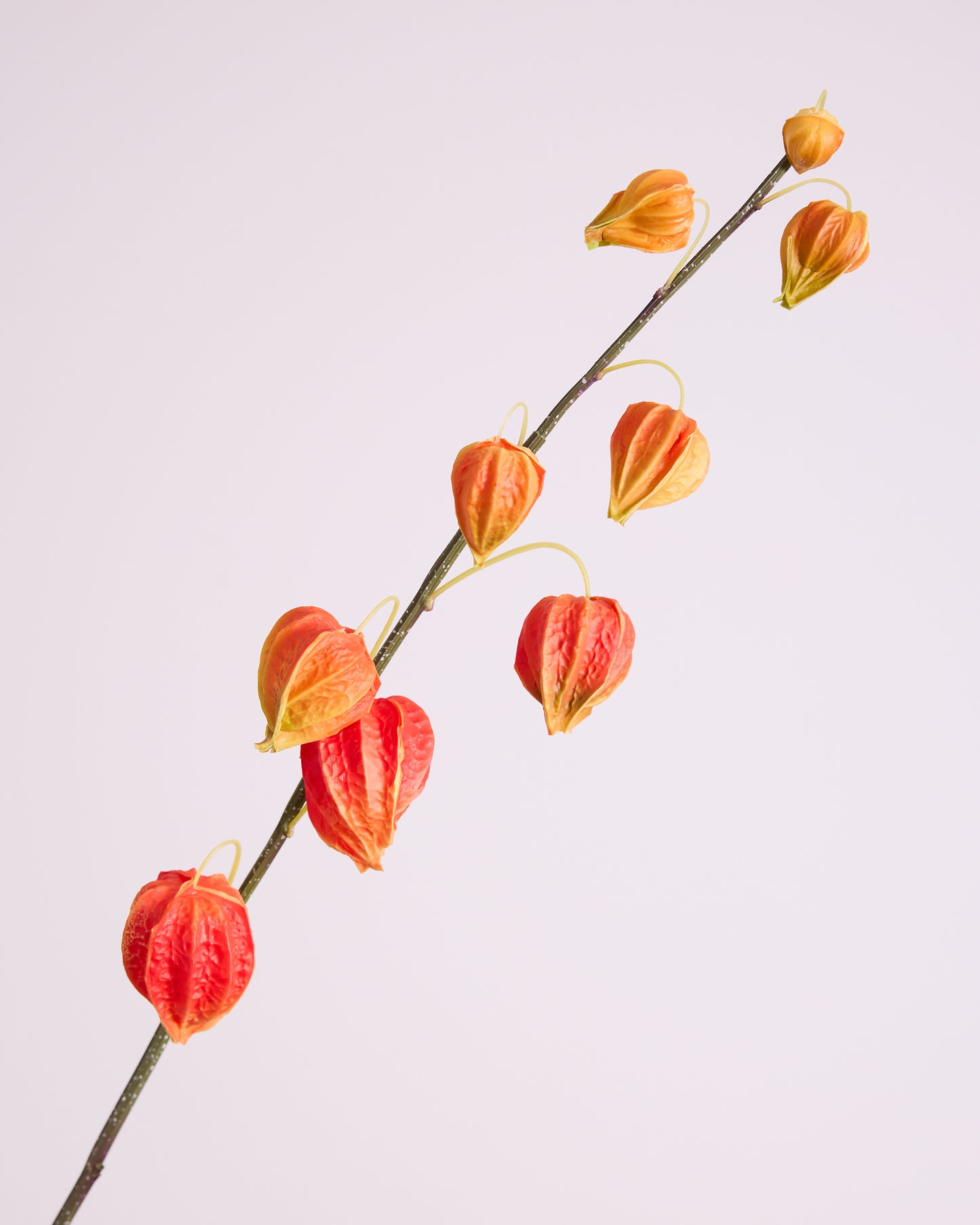 CHINESE LANTERN IN ORANGE