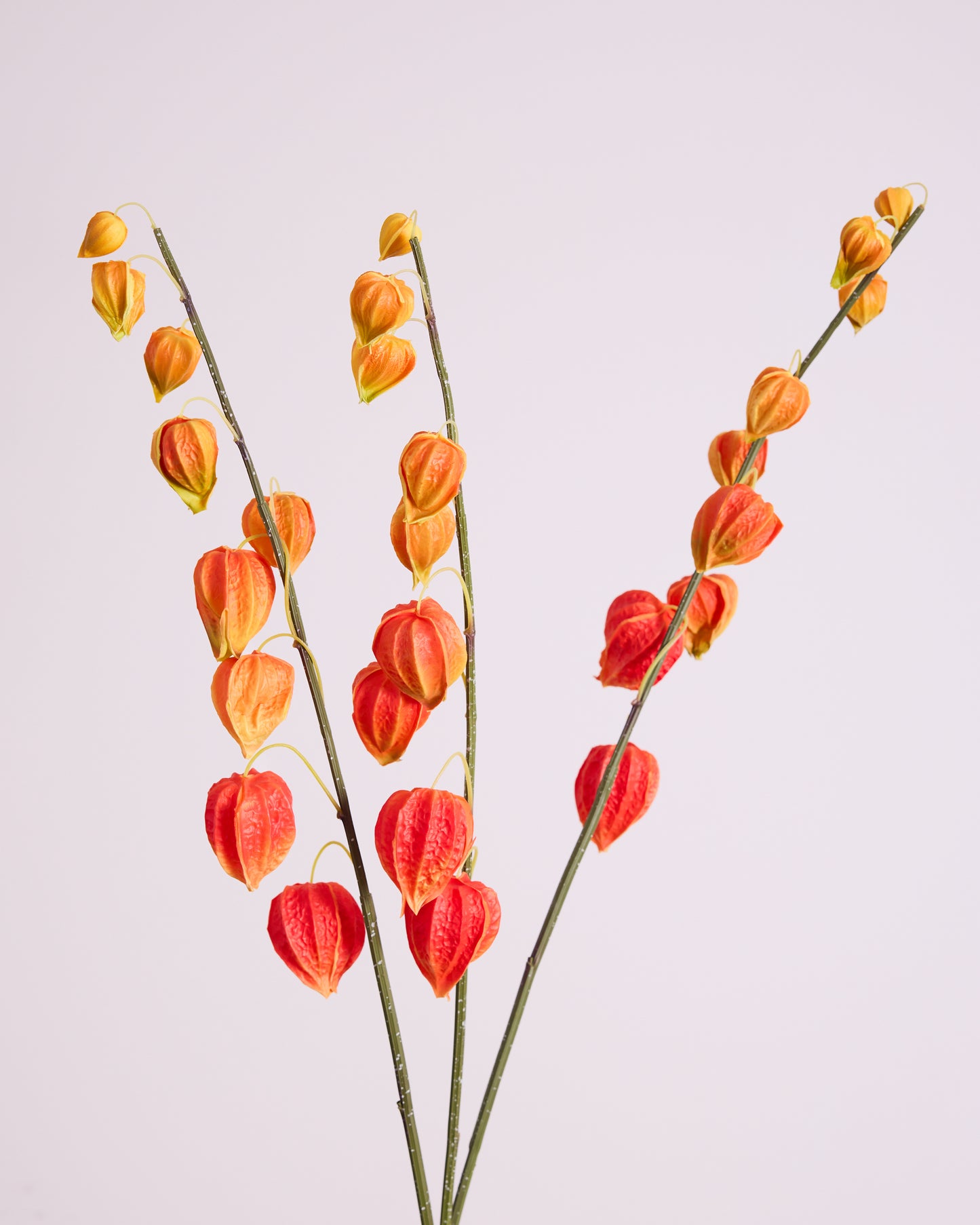 CHINESE LANTERN IN ORANGE