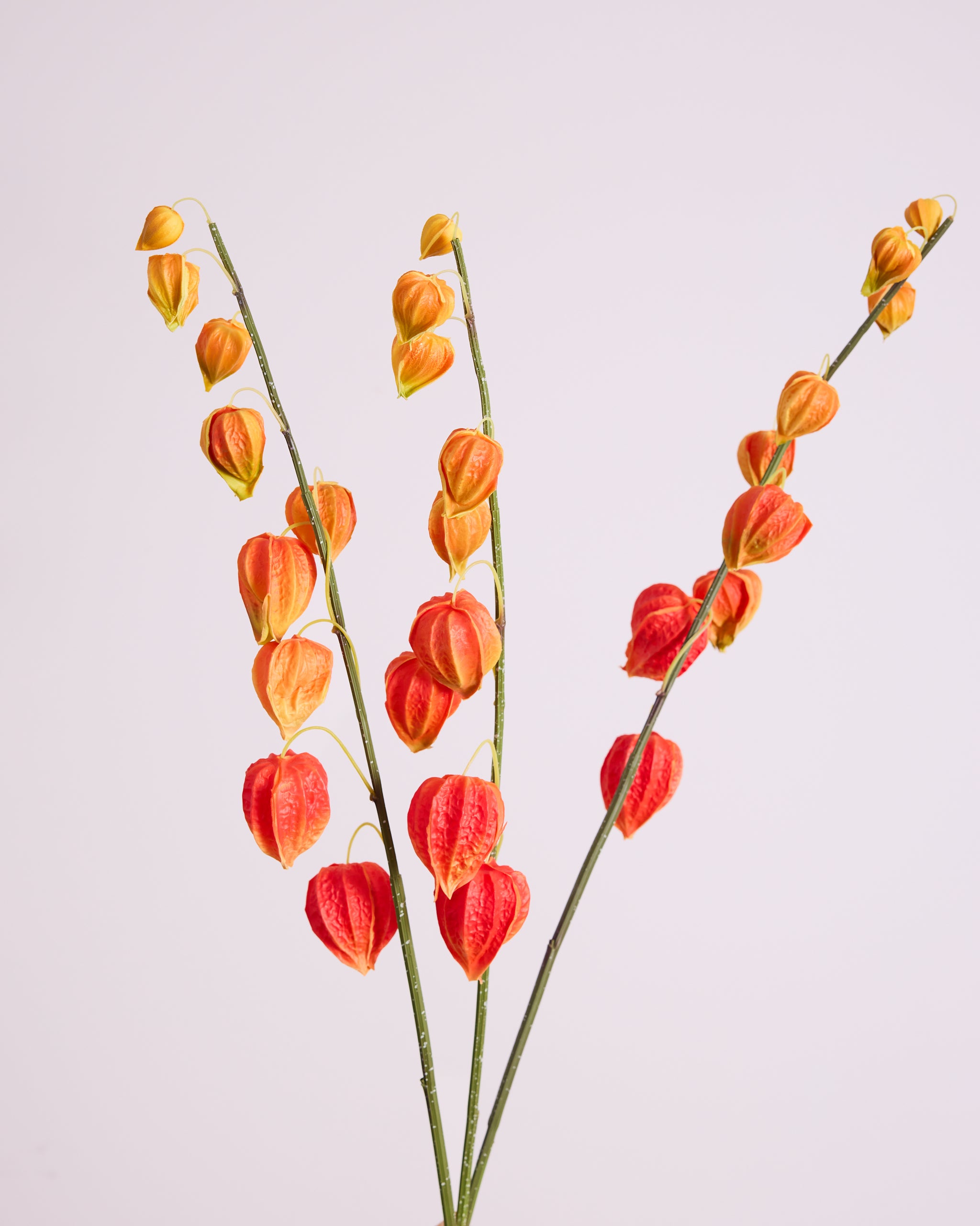 CHINESE LANTERN IN ORANGE