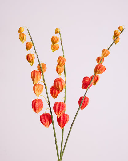 CHINESE LANTERN IN ORANGE