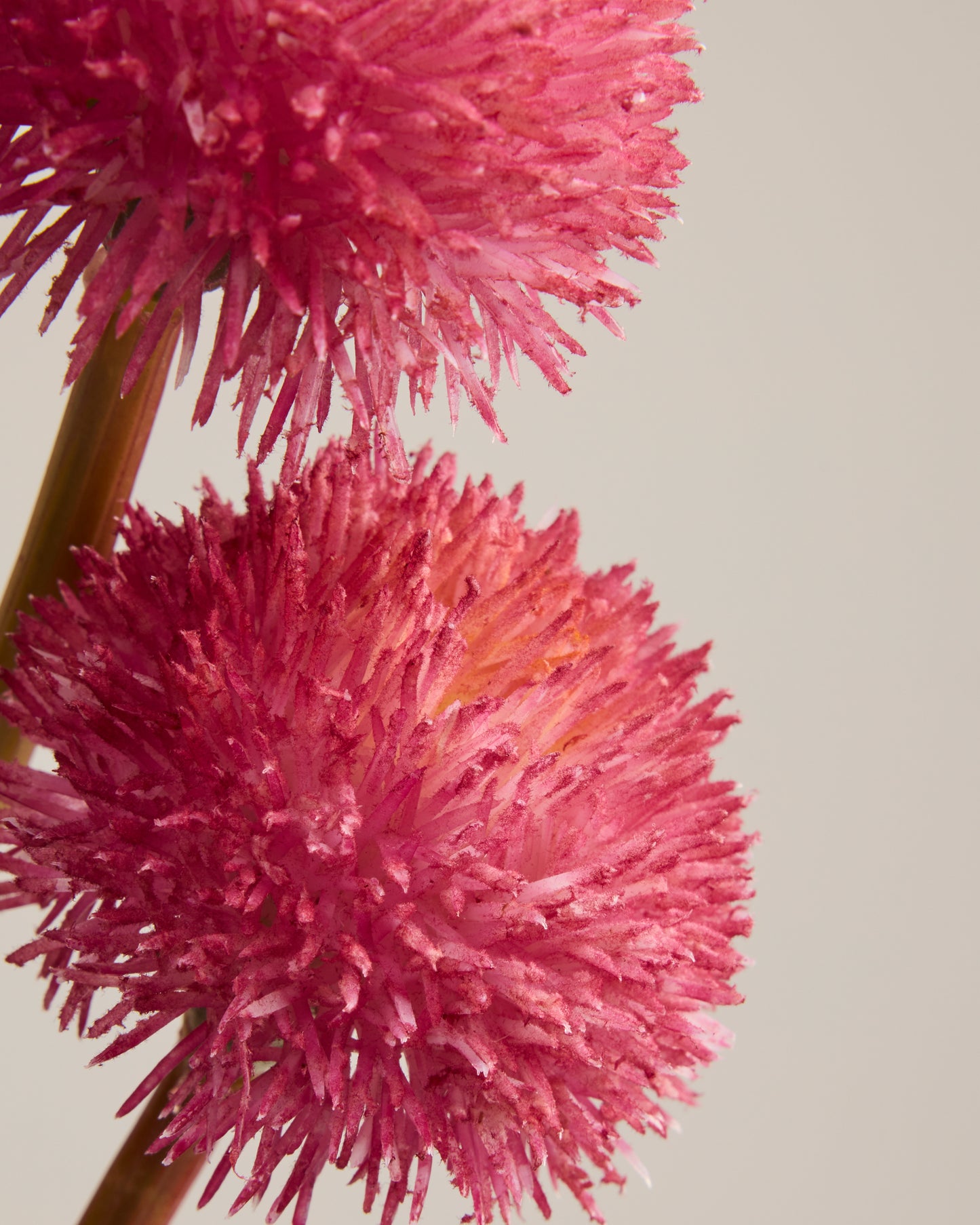 REAL TOUCH ALLIUM TRIO IN HOT PINK