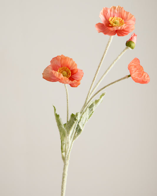 SILK POPPY IN CORAL