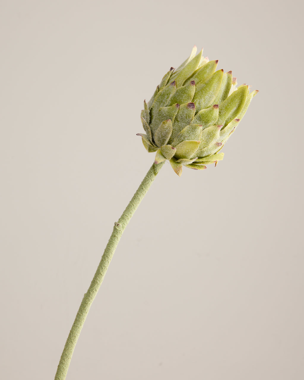 GREEN PROTEA