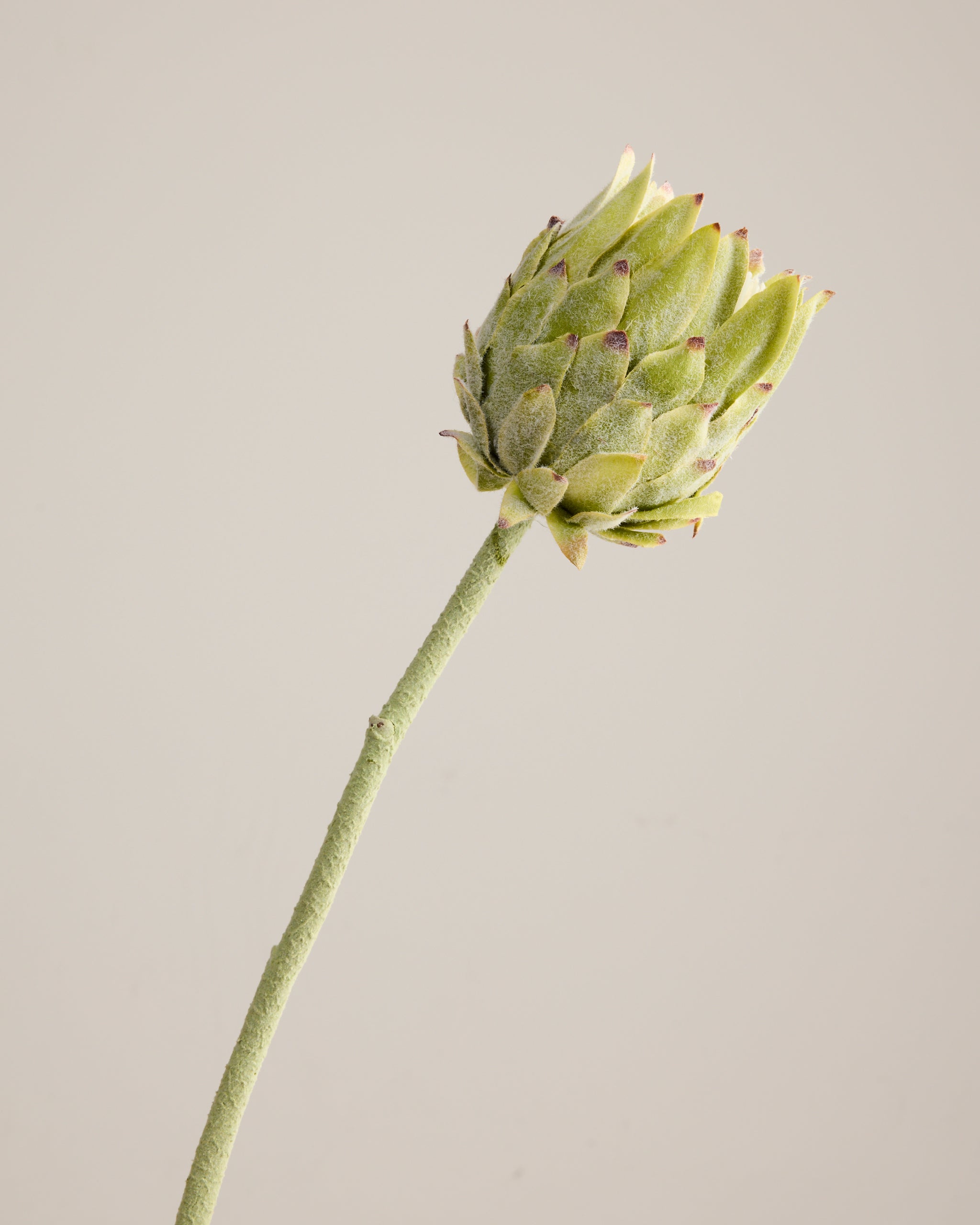 GREEN PROTEA